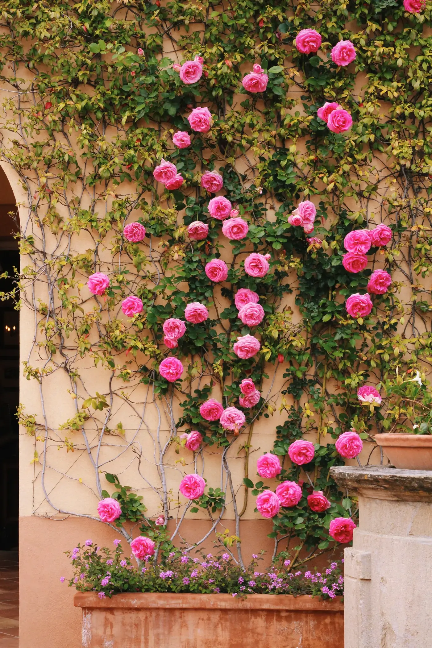 Image may contain Plant Potted Plant Flower Geranium Petal Rose Jar Planter Pottery Vase and Dahlia