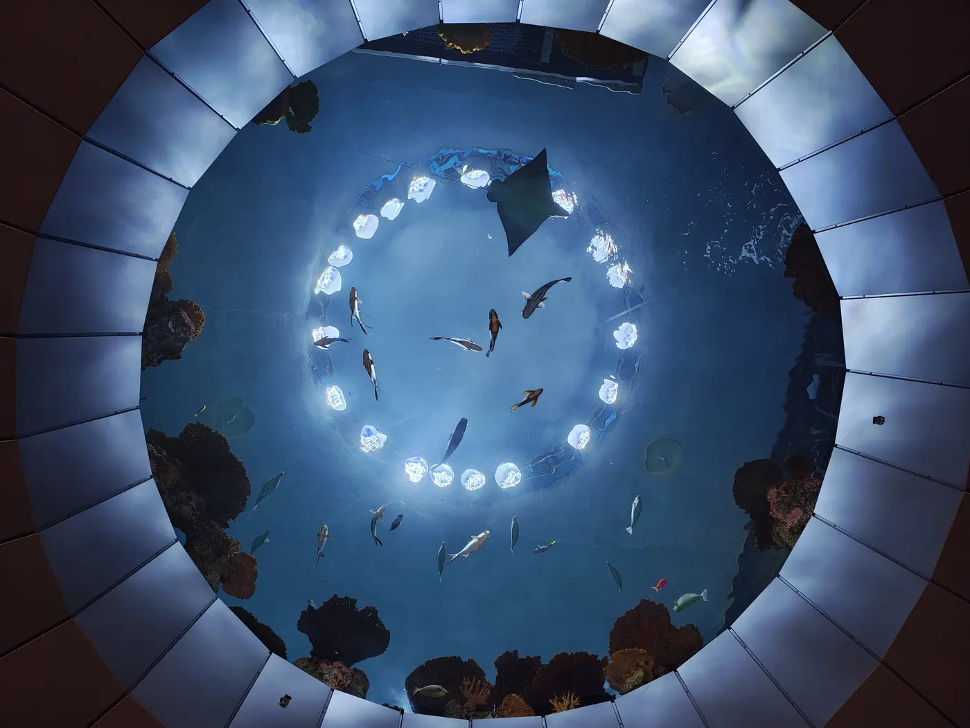 A circular aquarium opening with fish and a manta ray swimming