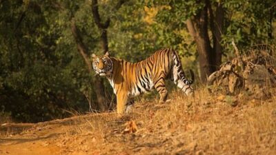 Tiger mauls Indian tourist taking a selfie at Thailand's Tiger Temple: Check out the shocking video.