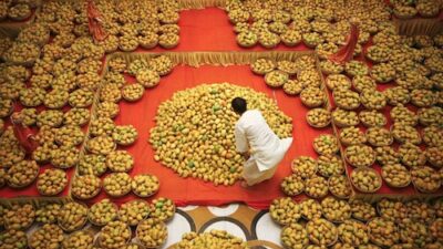 3,624 Metric Tonnes of Mangoes Exported from Mumbai Airport to London and New York.