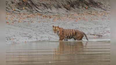 Authorities close Sundarbans National Park for breeding season, re-opening August 3.