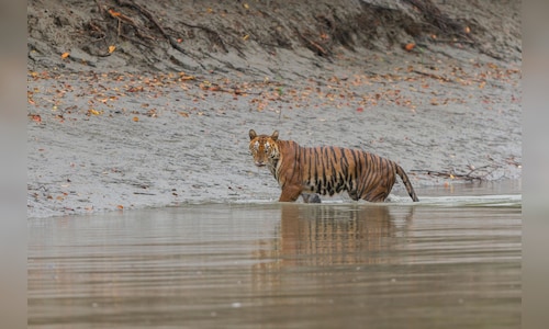 Authorities close Sundarbans National Park for breeding season, re-opening August 3.