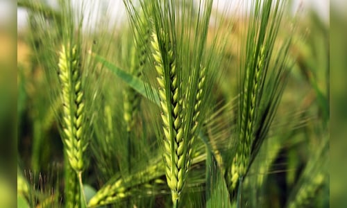 China's Wheat Crop Faces Threat of Lowest Yield in Seven Years Due to Drought Challenges