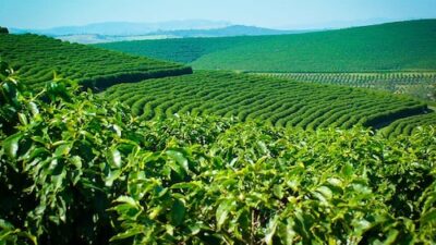 India's instant, value-added coffees are increasing their presence in the premium markets of Japan, Korea, and the Middle East.