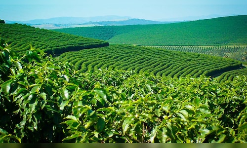 India's instant, value-added coffees are increasing their presence in the premium markets of Japan, Korea, and the Middle East.
