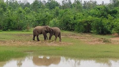 Odisha's Initiative to Enhance Wildlife Tourism Sparks Conservation Worries in Protected Regions