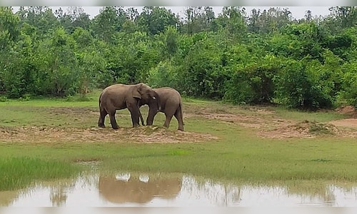 Odisha's Initiative to Enhance Wildlife Tourism Sparks Conservation Worries in Protected Regions