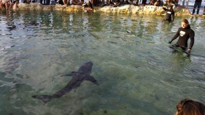 Chasing Great White Sharks: An Actual Career in Australia