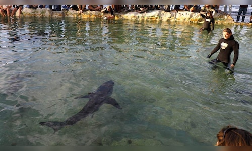 Chasing Great White Sharks: An Actual Career in Australia