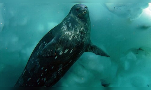 Enduring the Chill: 10 Animals That Flourish in Severe Cold