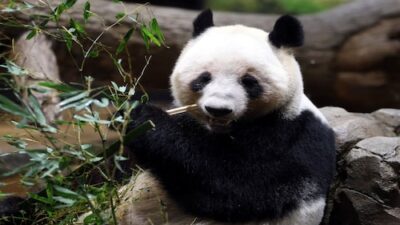 Farewell to Lei Lei and Xiao Xiao: Japan Says Goodbye to Its Final Pandas – Check Out the Photos