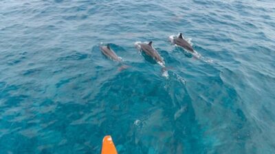 Luxury Travel in India: Dolphin Tours, Off-the-Beaten-Path Adventures, and High-End Hotel Appeals