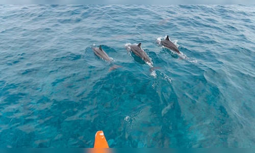 Luxury Travel in India: Dolphin Tours, Off-the-Beaten-Path Adventures, and High-End Hotel Appeals