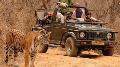 Tourist Safari Vehicles at Pilibhit Tiger Reserve Disrupt Tiger Movement by Ignoring Regulations