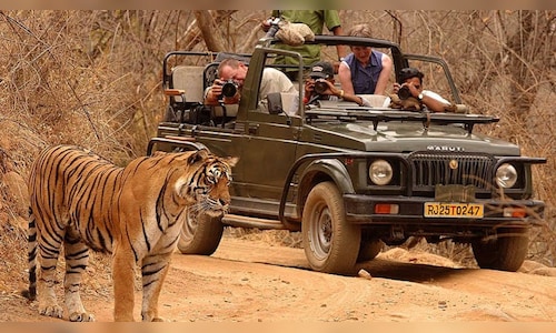 Tourist Safari Vehicles at Pilibhit Tiger Reserve Disrupt Tiger Movement by Ignoring Regulations