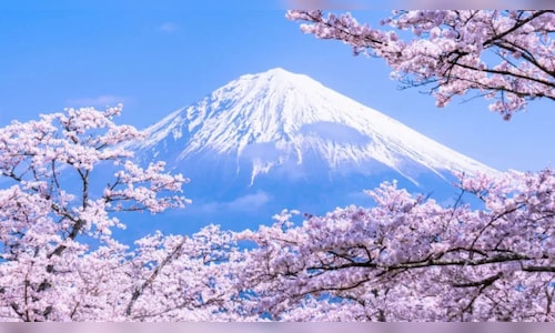 Cherry Blossom Picnics in Japan Feature Middle Eastern Sweet Buns
