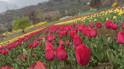 In Photos: Asia’s Biggest Tulip Garden Enchants Guests with Early Blooms in Kashmir