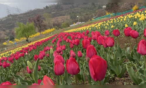 In Photos: Asia’s Biggest Tulip Garden Enchants Guests with Early Blooms in Kashmir