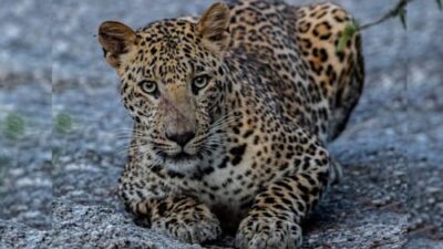 Rajasthan High Court Limits Jawai Tourism; Prohibits Night Safaris and Drones to Safeguard Leopard Habitat