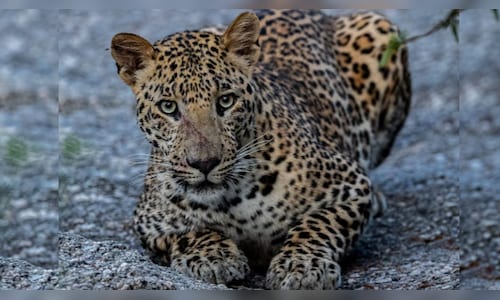 Rajasthan High Court Limits Jawai Tourism; Prohibits Night Safaris and Drones to Safeguard Leopard Habitat