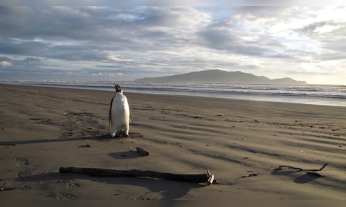 Emperor Penguins Declared Endangered Due to Shrinking Antarctic Sea Ice; Population Could Decrease by 50%