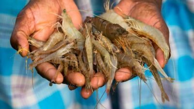 Fish, Identity, and Elections: How Bengal's Beloved Dish Has Turned into the Most Effective Political Tool in the Polls
