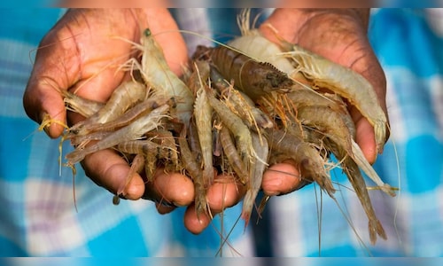 Fish, Identity, and Elections: How Bengal's Beloved Dish Has Turned into the Most Effective Political Tool in the Polls