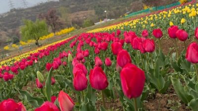 Srinagar's Tulip Garden Will Open Soon; Omar Abdullah Offers a Sneak Peek Before Peak Bloom