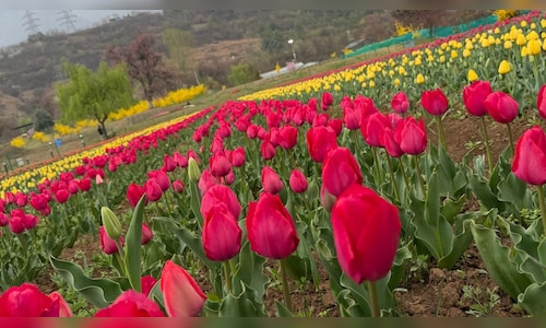 Srinagar's Tulip Garden Will Open Soon; Omar Abdullah Offers a Sneak Peek Before Peak Bloom