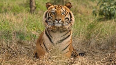 Tiger cub and adult discovered dead in Kanha, Balaghat; 23 fatalities reported in MP since January.