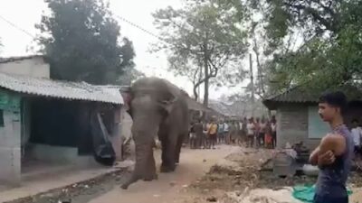 West Bengal Elections: Elephant 'Ramlal' Roams Near Jhargram Polling Station | WATCH