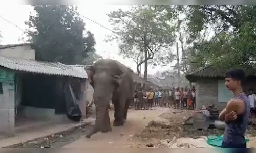 West Bengal Elections: Elephant 'Ramlal' Roams Near Jhargram Polling Station | WATCH