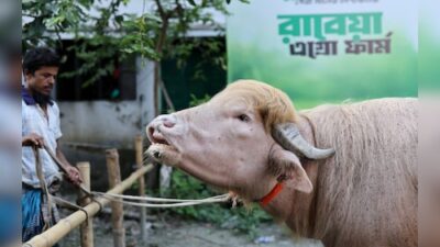 Buffalo Named 'Donald Trump' Avoids Eid Sacrifice in Bangladesh Due to Viral Popularity