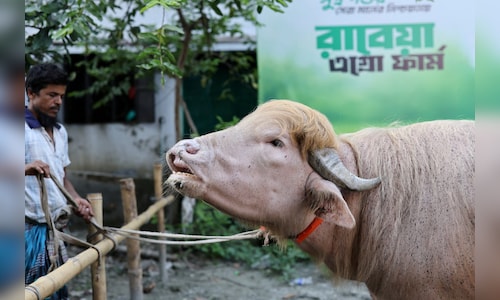 Buffalo Named 'Donald Trump' Avoids Eid Sacrifice in Bangladesh Due to Viral Popularity