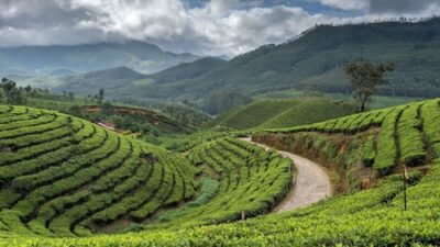 Indian Hotels Company Limited signs deal for a 55-room Tree of Life resort in Wayanad.