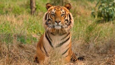 Sariska to launch multilingual audio guides and a digital wildlife experience for visitors.
