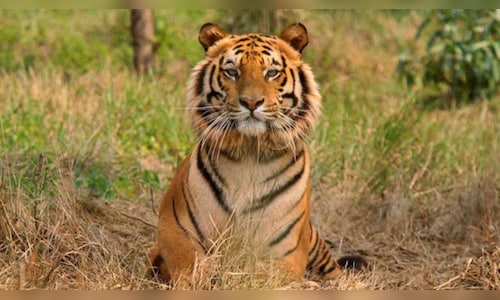 Sariska to launch multilingual audio guides and a digital wildlife experience for visitors.