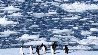 Surge in Antarctic Tourism Sparks Fears of Pollution and Health Risks