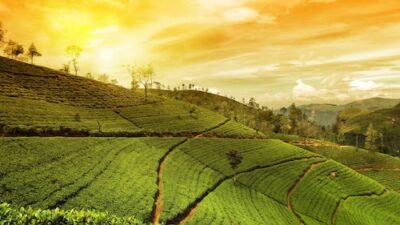 Misty Peaks and Green Scenery: Weekend Getaways from Kolkata