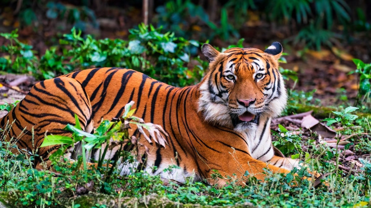 International Tiger Day 2026: 10 Must-Visit Tiger Reserves in India for Wildlife Enthusiasts