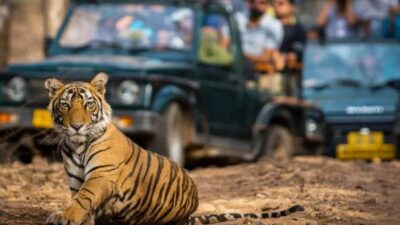 Top National Parks to Explore in Monsoon: 8 Wildlife Destinations Open During the Rainy Season