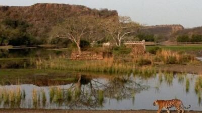 Ranthambore Records 40,000 Safari Bookings Within Two Hours of Availability