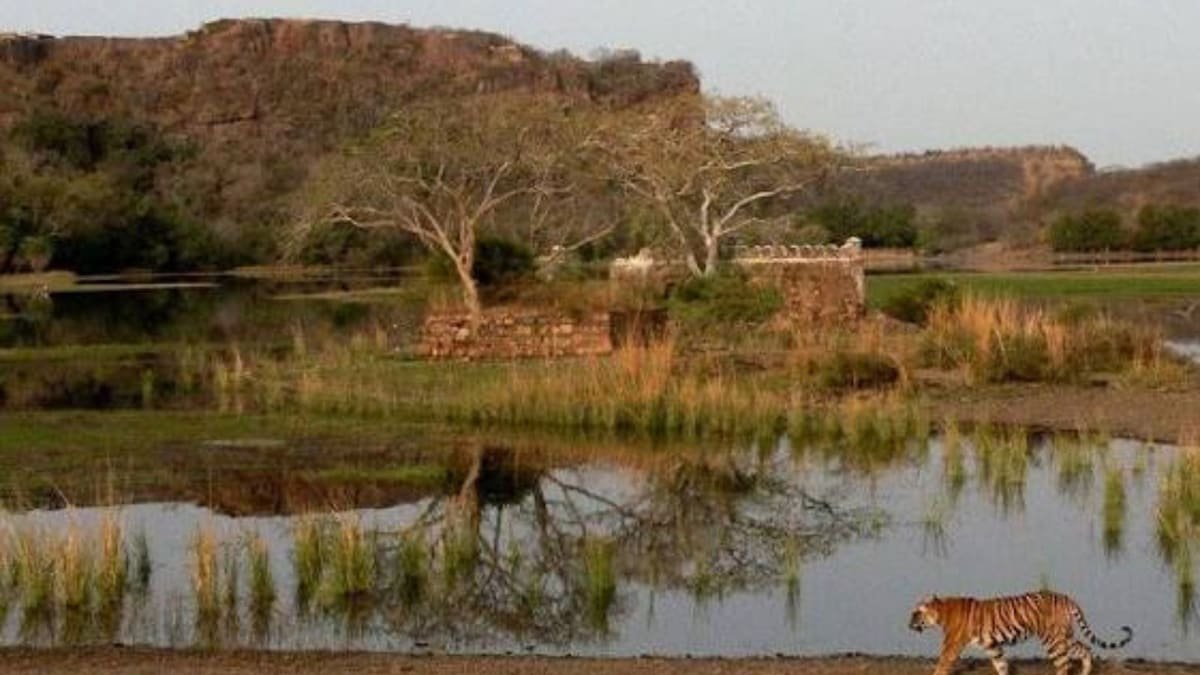 Ranthambore Records 40,000 Safari Bookings Within Two Hours of Availability